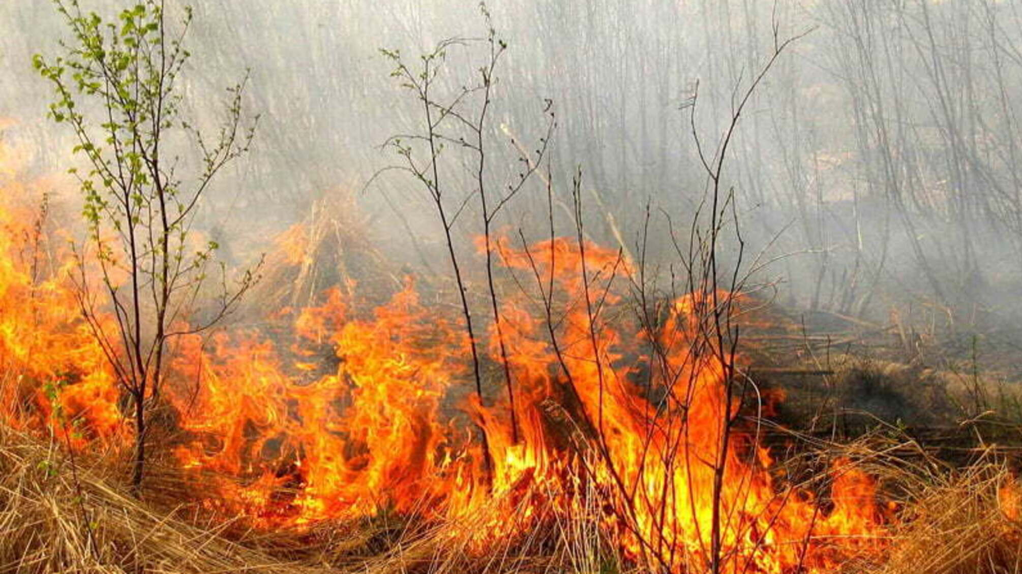 Палили траву, а спалили насосну станцію: на Буковині сталася масштабна пожежа