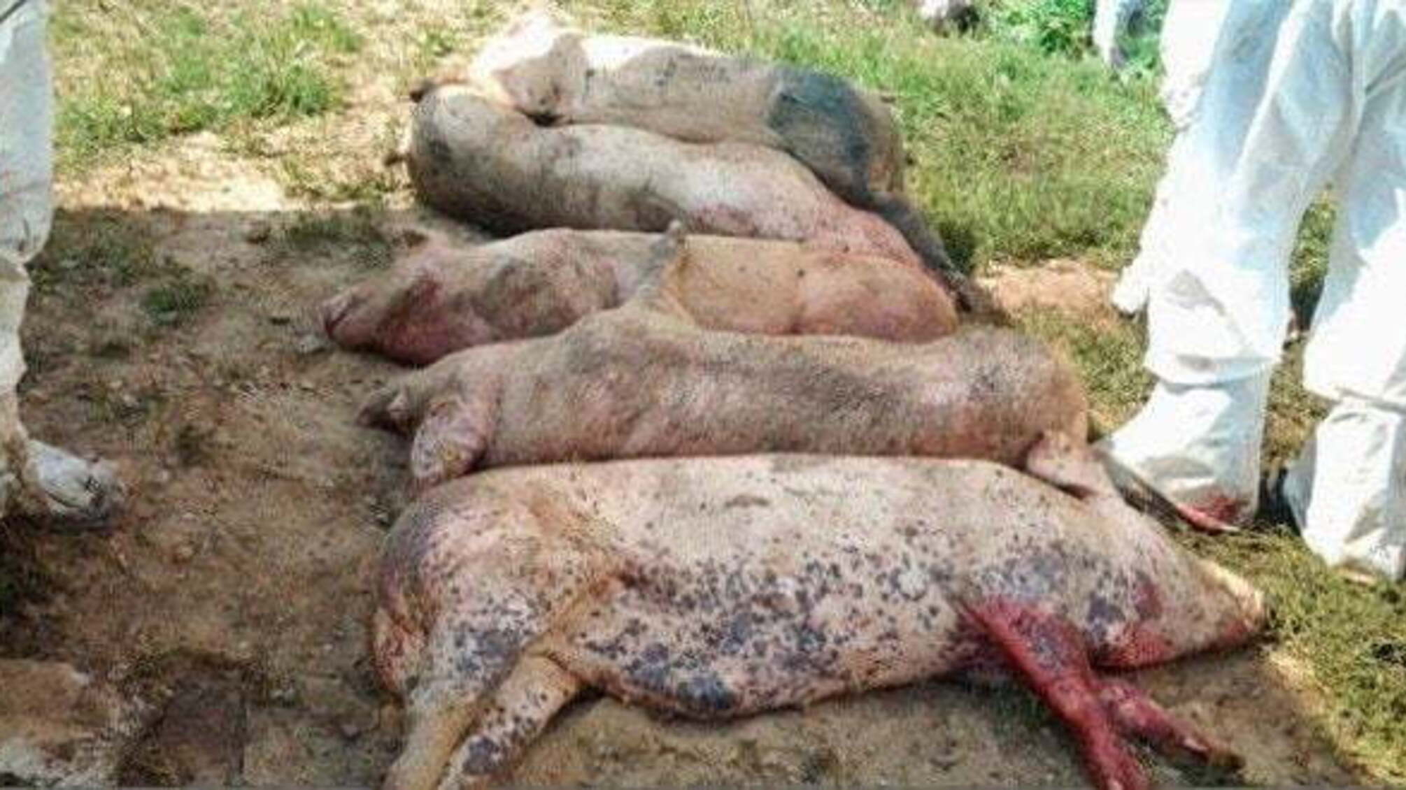 Африканська чума свиней вразила Запоріжжя