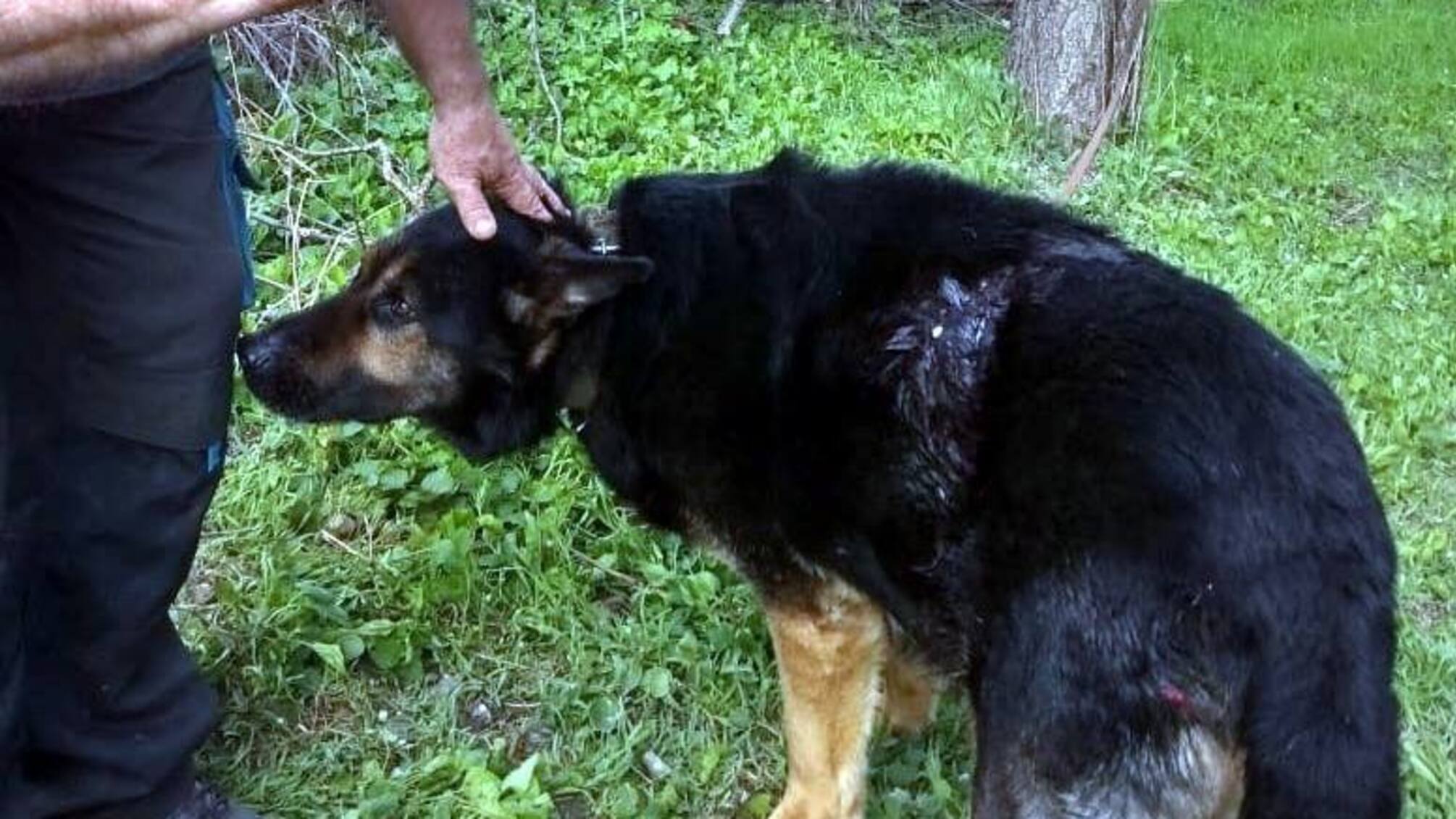 У Запоріжжі чоловік побив до крові свого пса за подряпини на машині