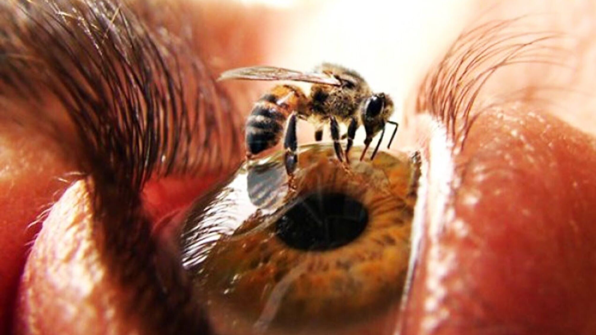 Їли сльози: на Тайвані в оці жінки знайшли чотири бджоли