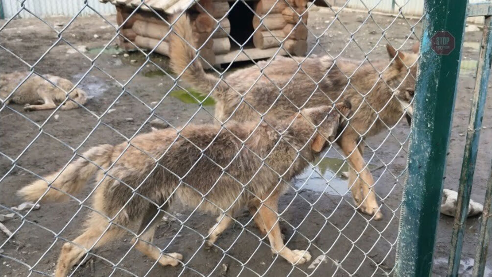 Люди гірші за звірів: як на Закарпатті в 'екопарку' мордують тварин