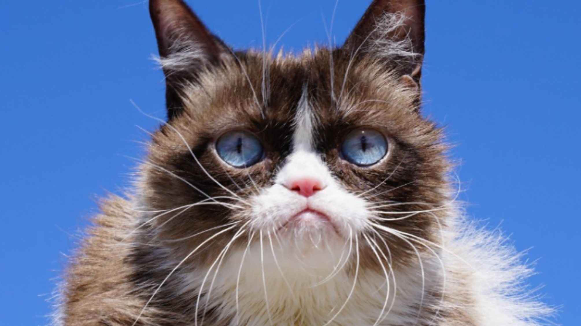 Померла легендарна кішка-мем Grumpy Cat