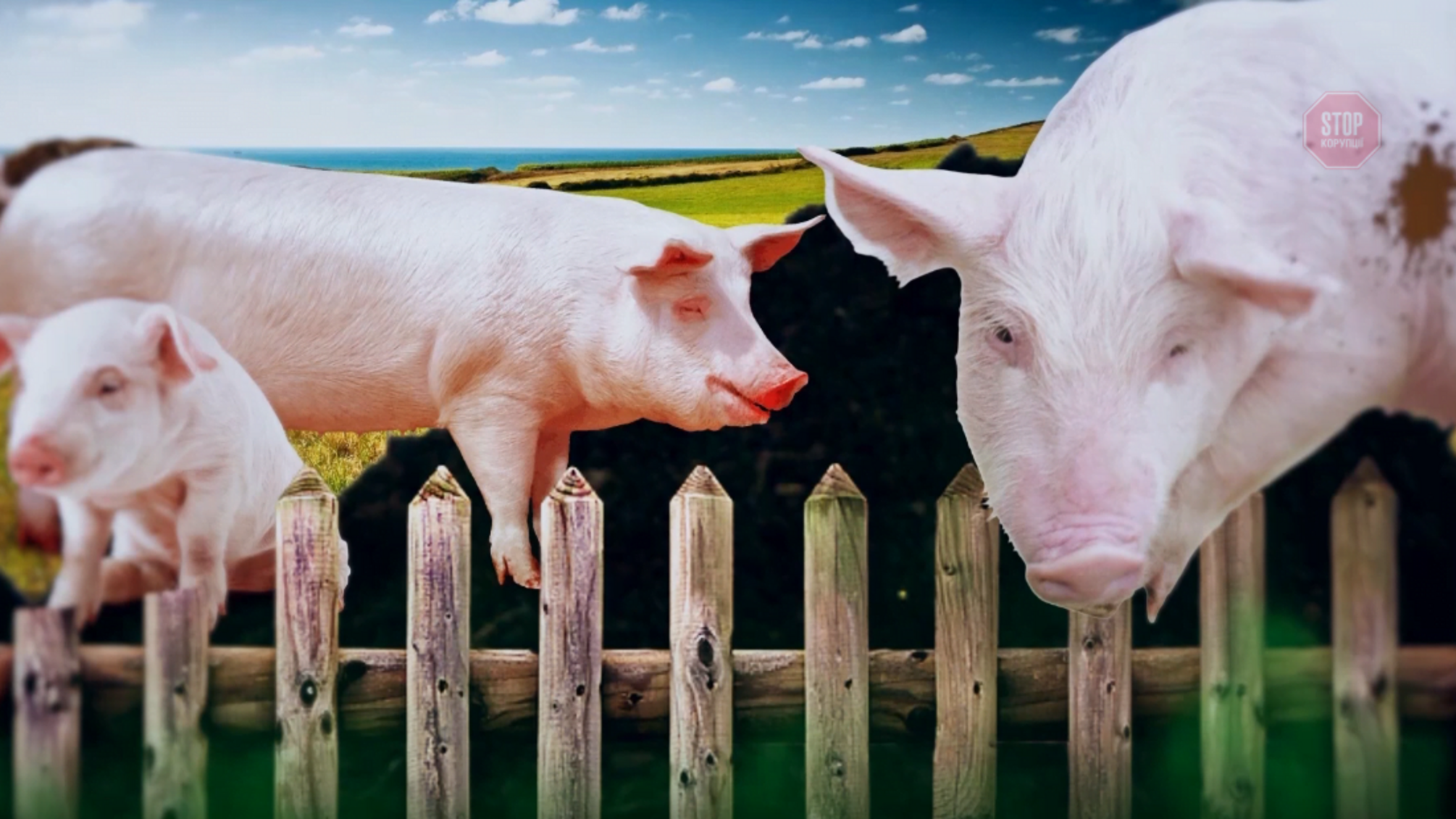 Бізнес 'по-свинськи': українці вимагають зупинити зведення еконебезпечних свиноферм