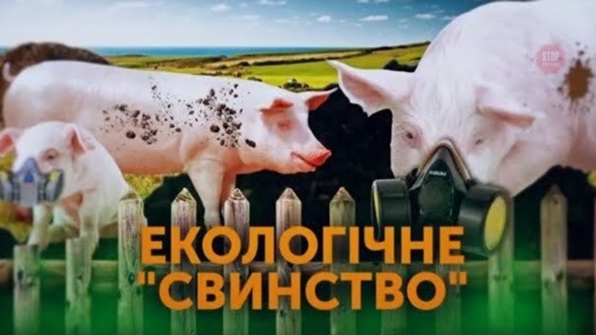 Екологічне “свинство”: як промислове тваринництво вбиває українців