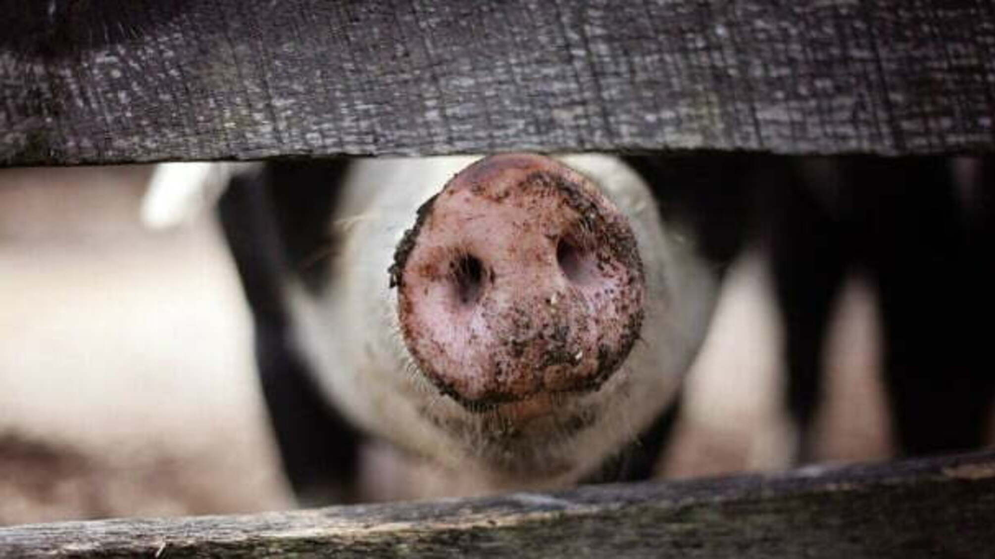Хрюшки атакують: за 60 км від столиці хочуть незаконно поселити 50 тисяч свиней