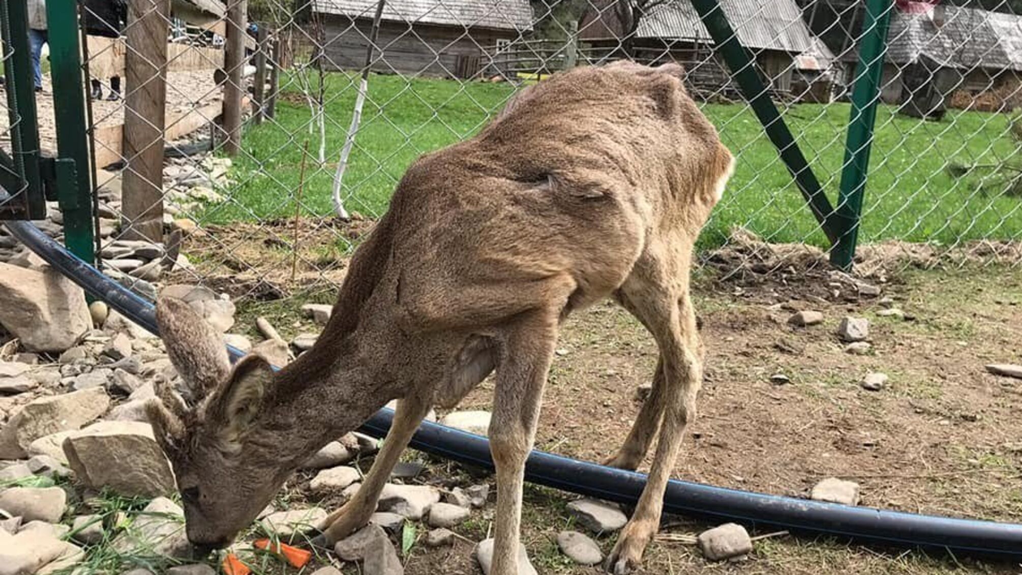 'Відбілювання' живодерів по-закарпатськи: уся правда про екопарк 'Долина вовків' від журналіста 'СтопКору' Артема Лагутенка