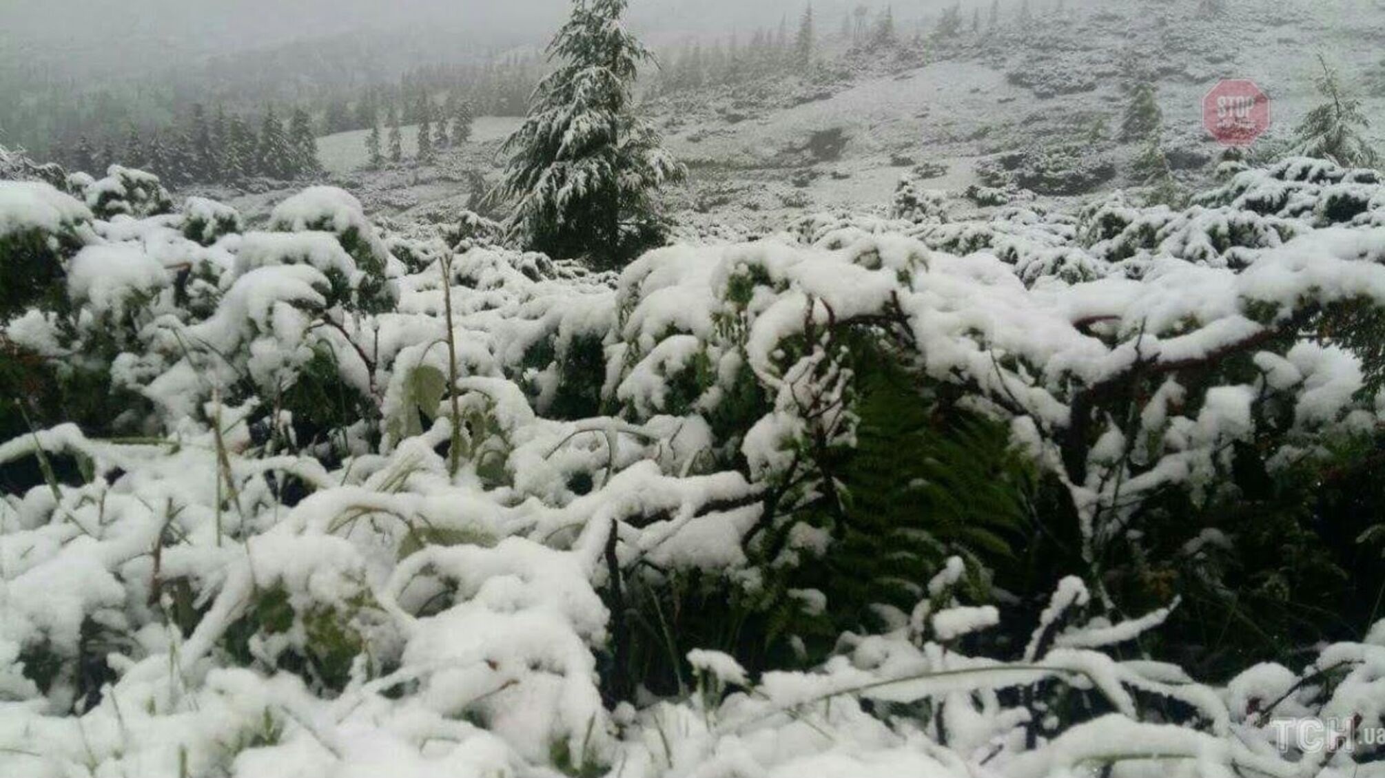 Природна аномалія: на Житомирщині зненацька випав сніг