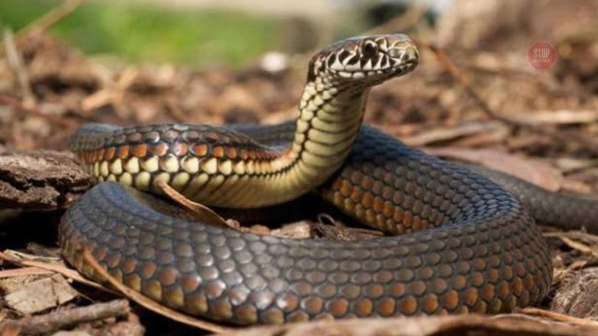 На Львівщині через укус змії маленька дитина потрапила до реанімації