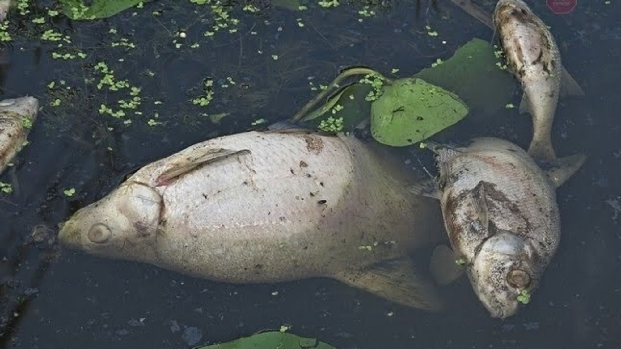 Токсична Рось: місцева влада звітує про відновлення контролю ситуації, екологи сумніваються