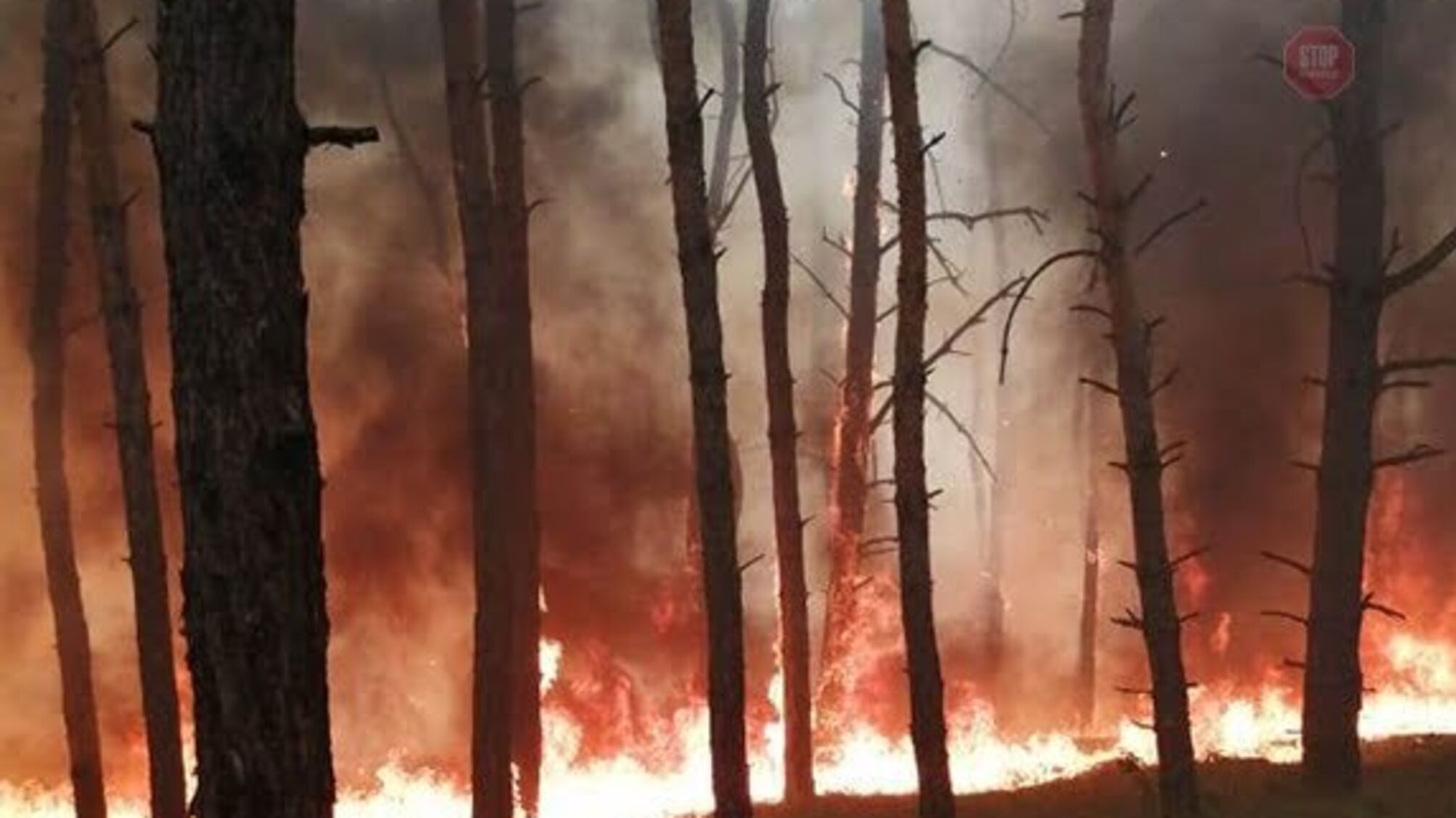 На Дніпропетровщині горіло 5 гектарів хвойного лісу (ФОТО)