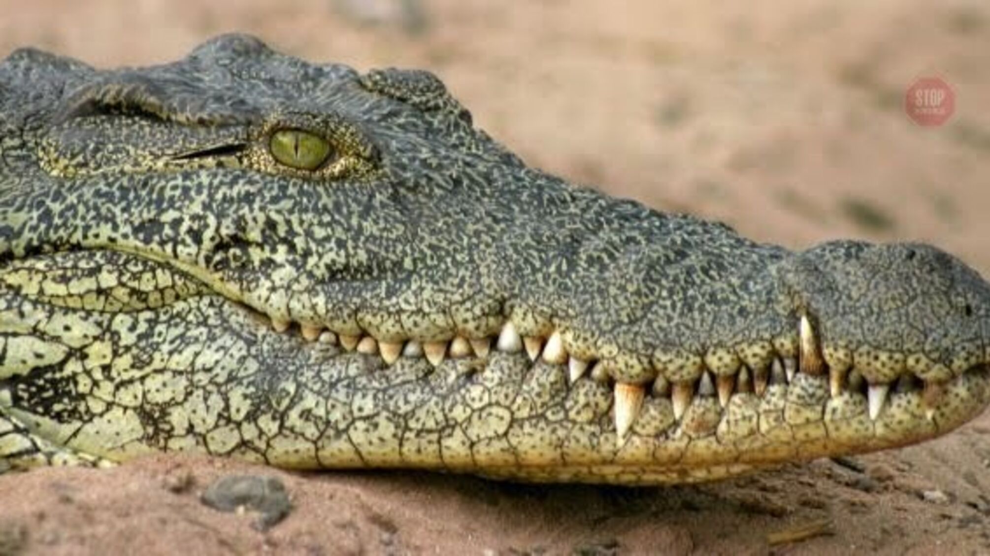 Глобальне потепління? На Чернігівщині мешканці села знайшли метрового крокодила