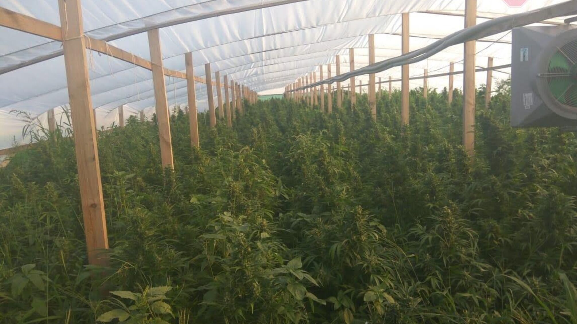 На Запоріжжі поліція знищила наркоферму (ФОТО, ВІДЕО)