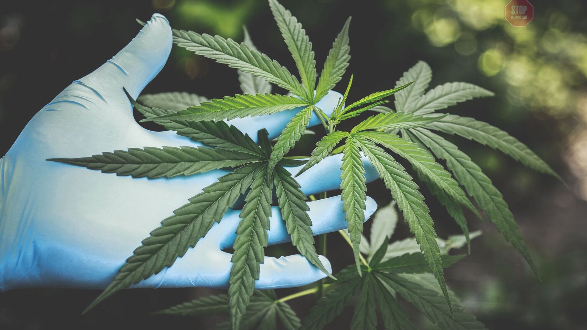 Переваги та ризики легалізації медичної марихуани в Україні напередодні голосування відповідного закону у Верховній Раді – експерт