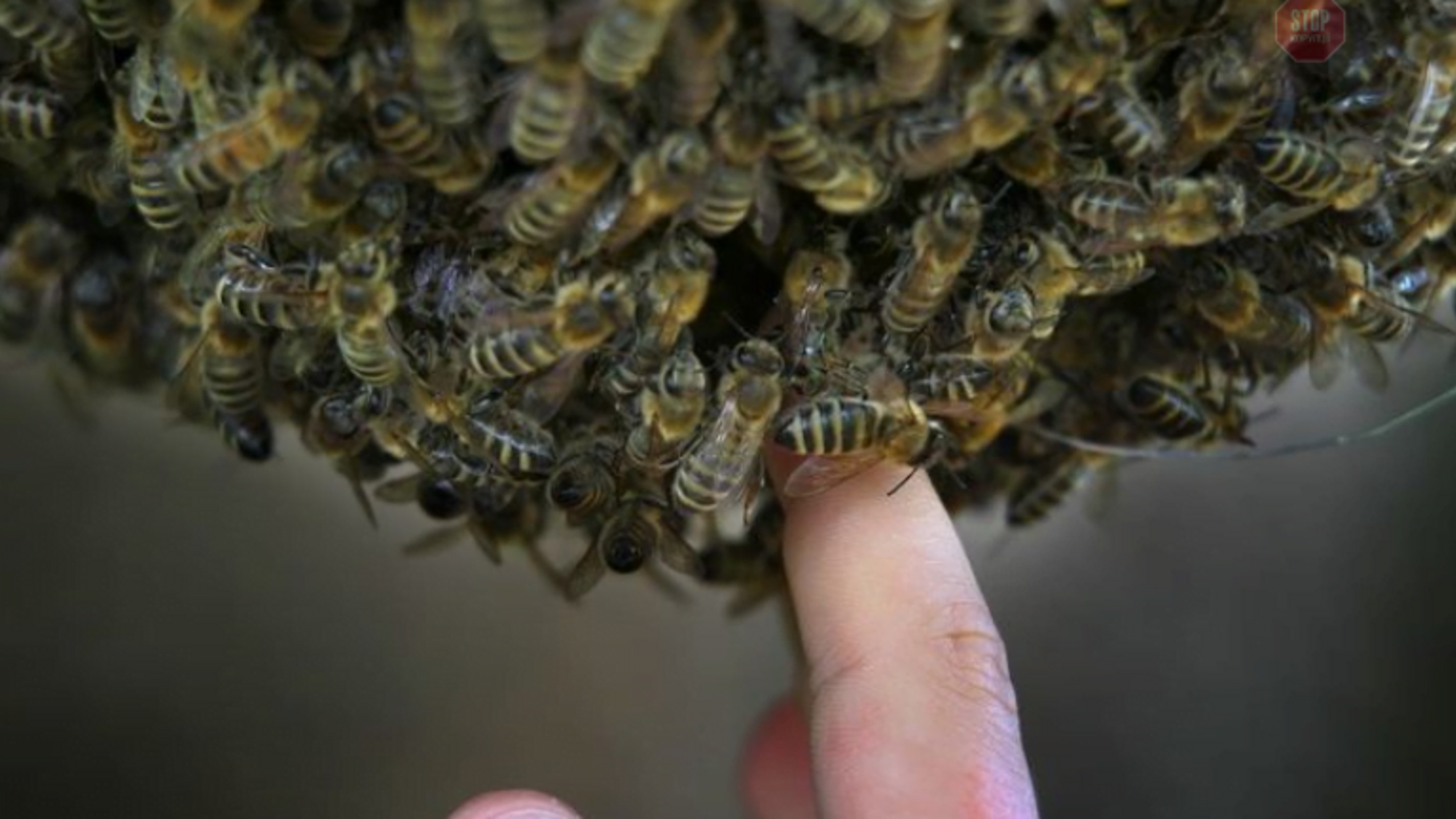 В Івано-Франківську рій бджіл атакував дитячий майданчик