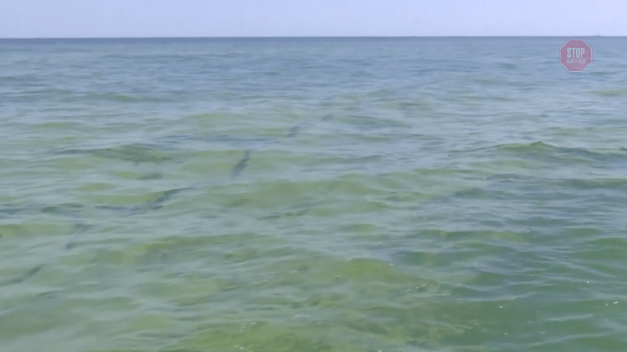 “Смарагдовий кисіль”: дивний колір моря налякав туристів в Одесі (ВІДЕО)