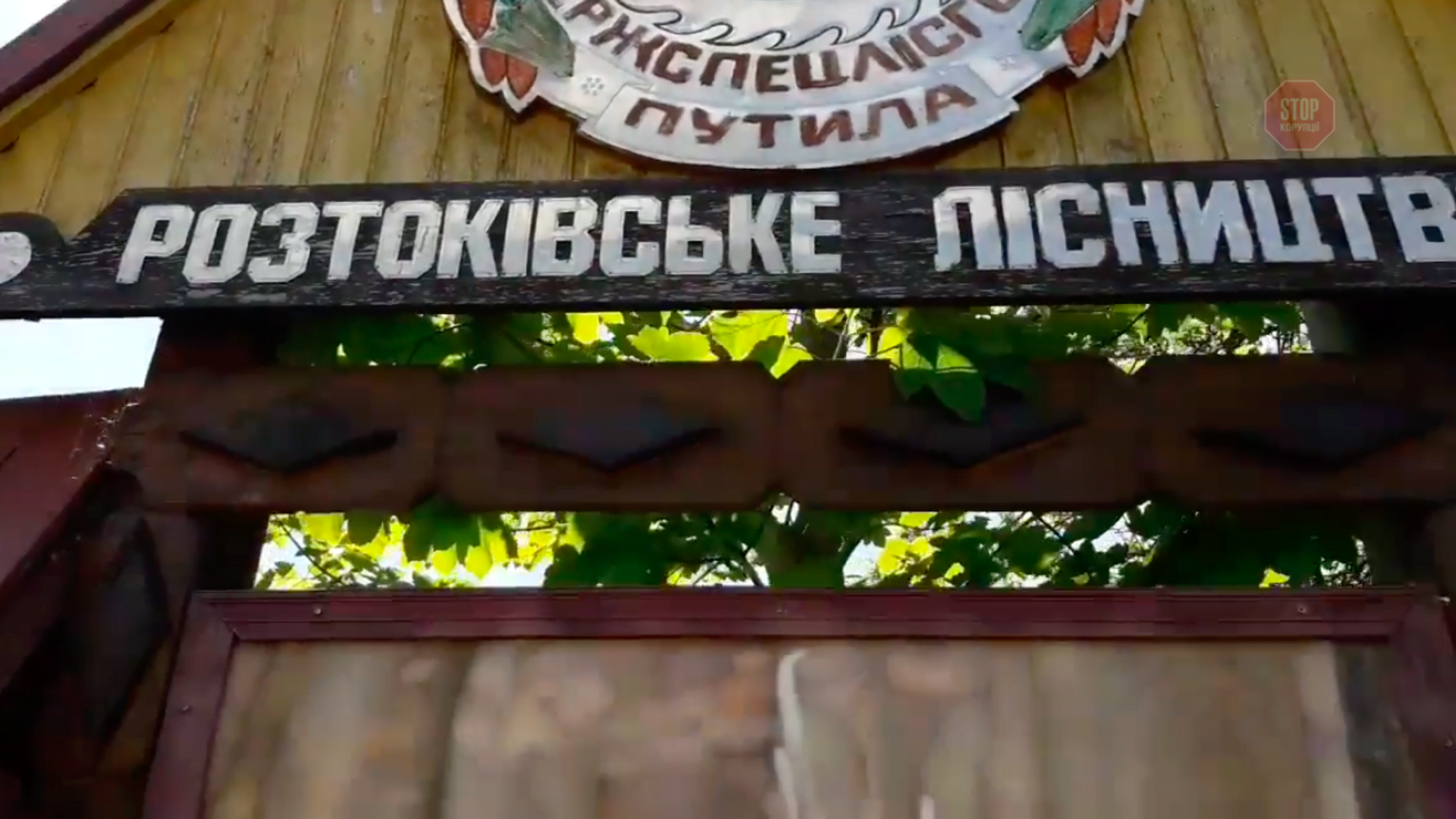 Активіст 'Стоп корупції' виявив шахраїв, які масово крадуть карпатський ліс – відео