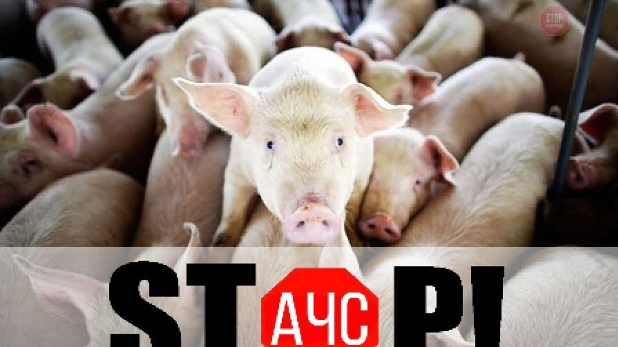 На Дніпропетровщині осередок 'СтопКору' змусив місцеву владу провести комісію щодо африканської чуми свиней