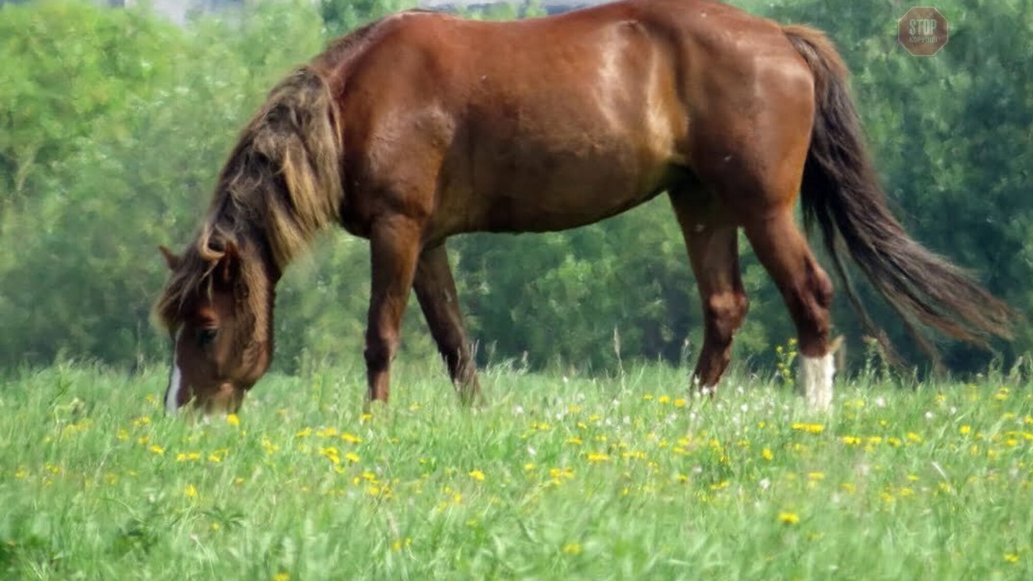 На Харківщині кінь вбив 14-річну дівчинку