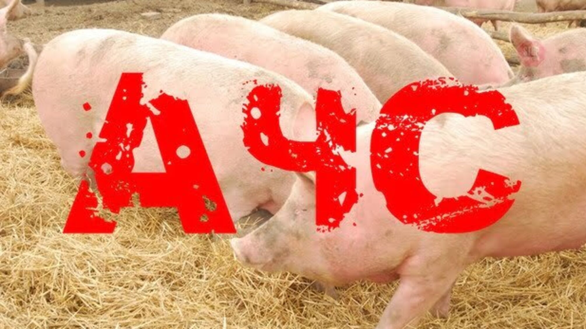 Через АЧС Одещина втратила 100 свиноферм