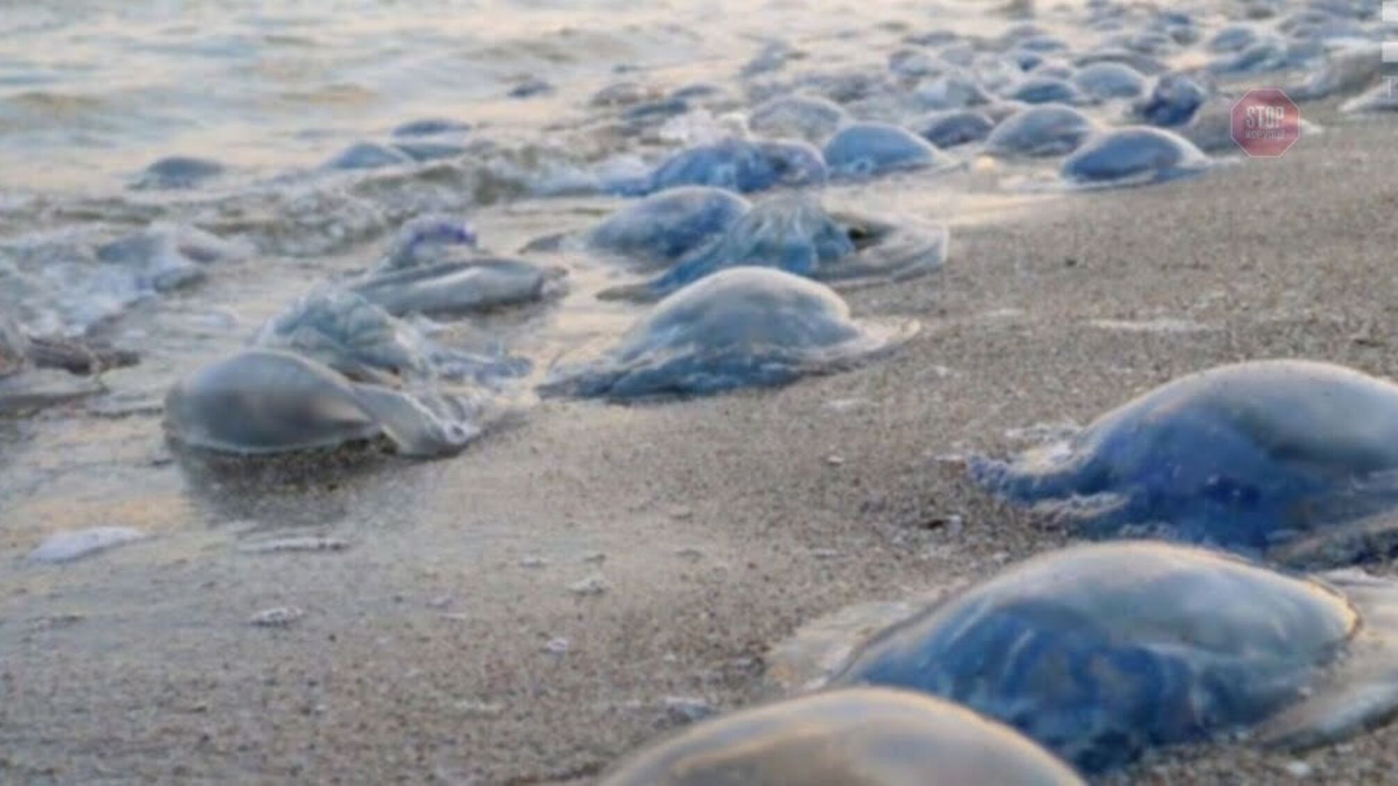 Відпочинку на морі завадила масова загибель медуз