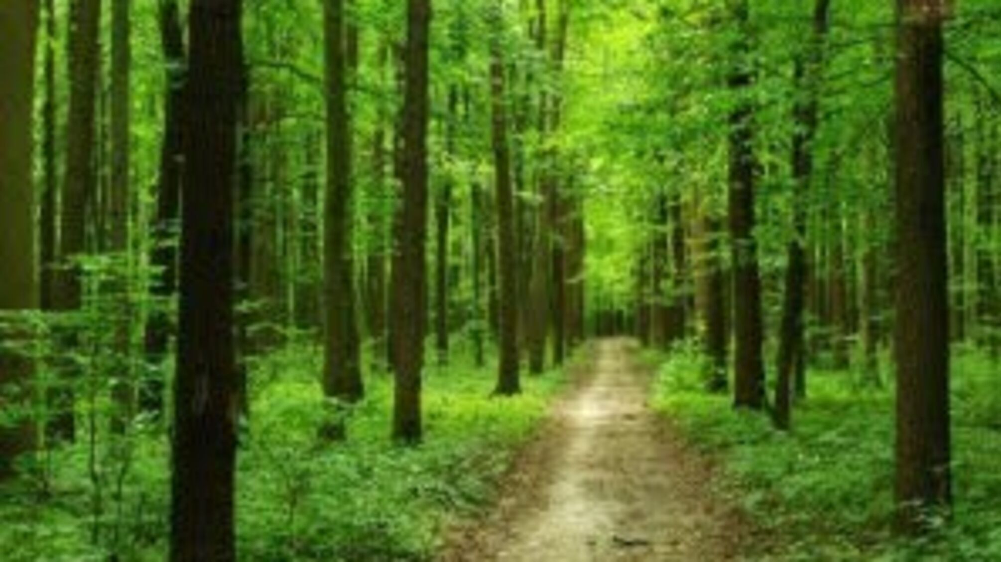 На Харківщині незаконні поруби лісу завдали державі багатомільйонних збитків