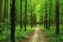 На Харківщині незаконні поруби лісу завдали державі багатомільйонних збитків