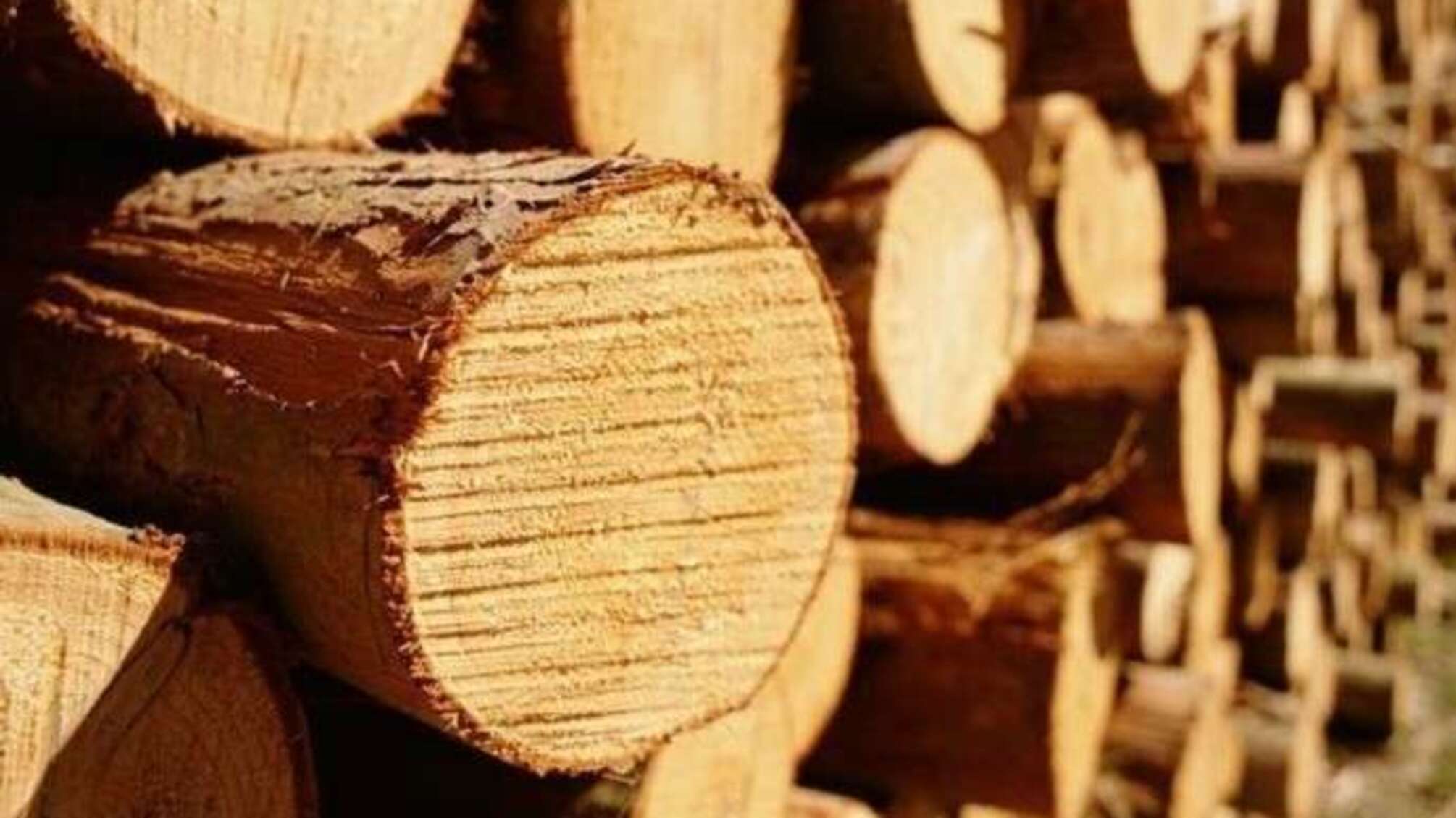 На Закарпатті діяла схема контрабандного вивезення лісопродукції за кордон (фото)