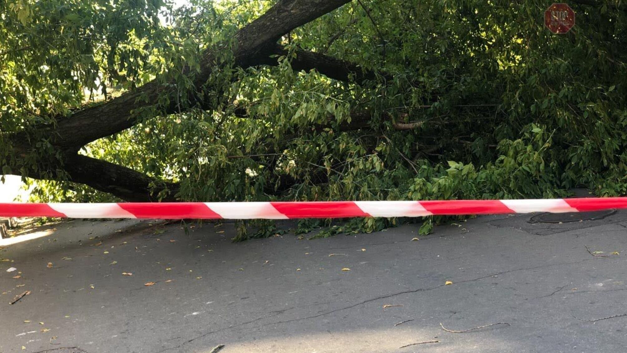 У КМДА відмовилися зрубати дерево, яке ледь не вбило жінку