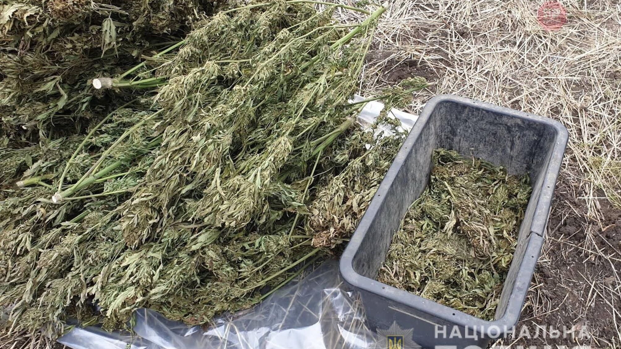 На Луганщині правоохоронці вилучили 150 кілограмів марихуани (ФОТО)