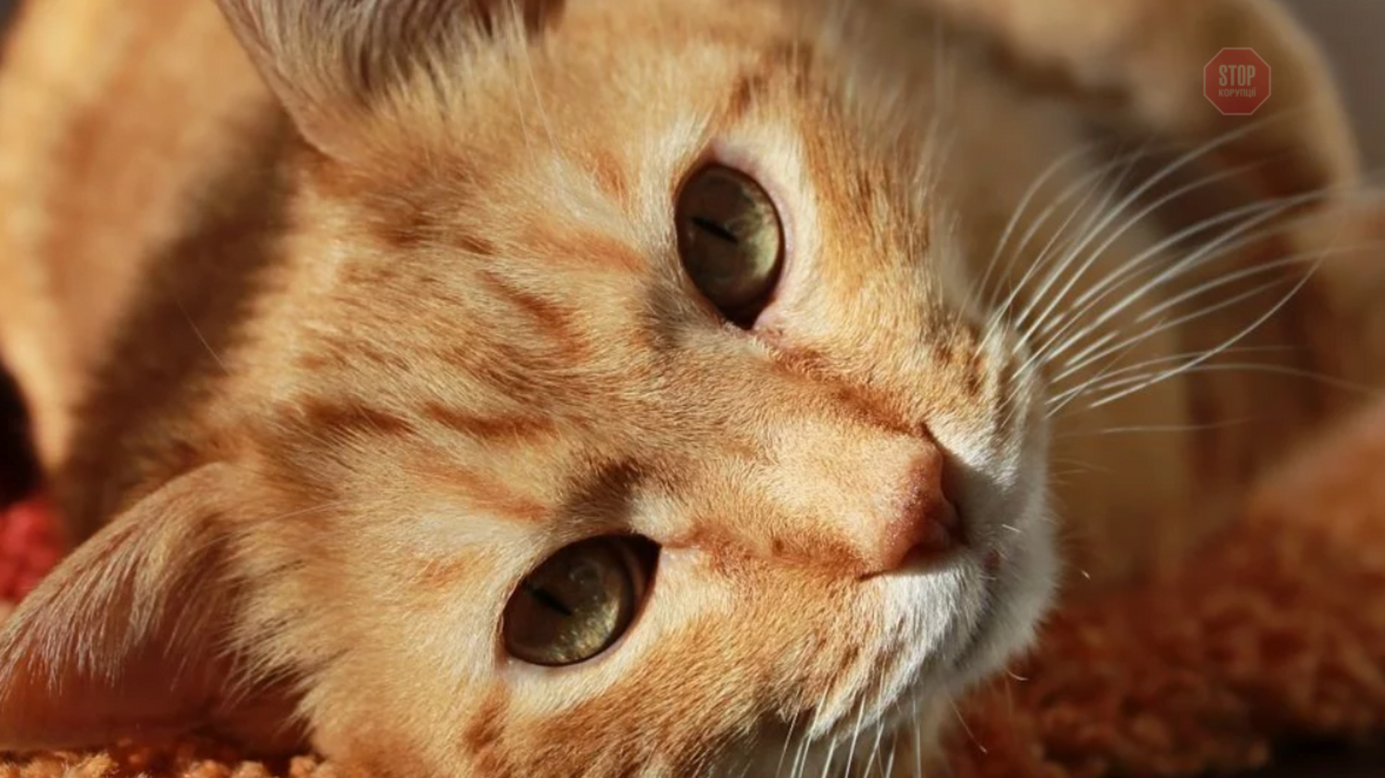 У Миколаєві чоловік застрелив кота через порушення кордонів (ФОТО 18+)