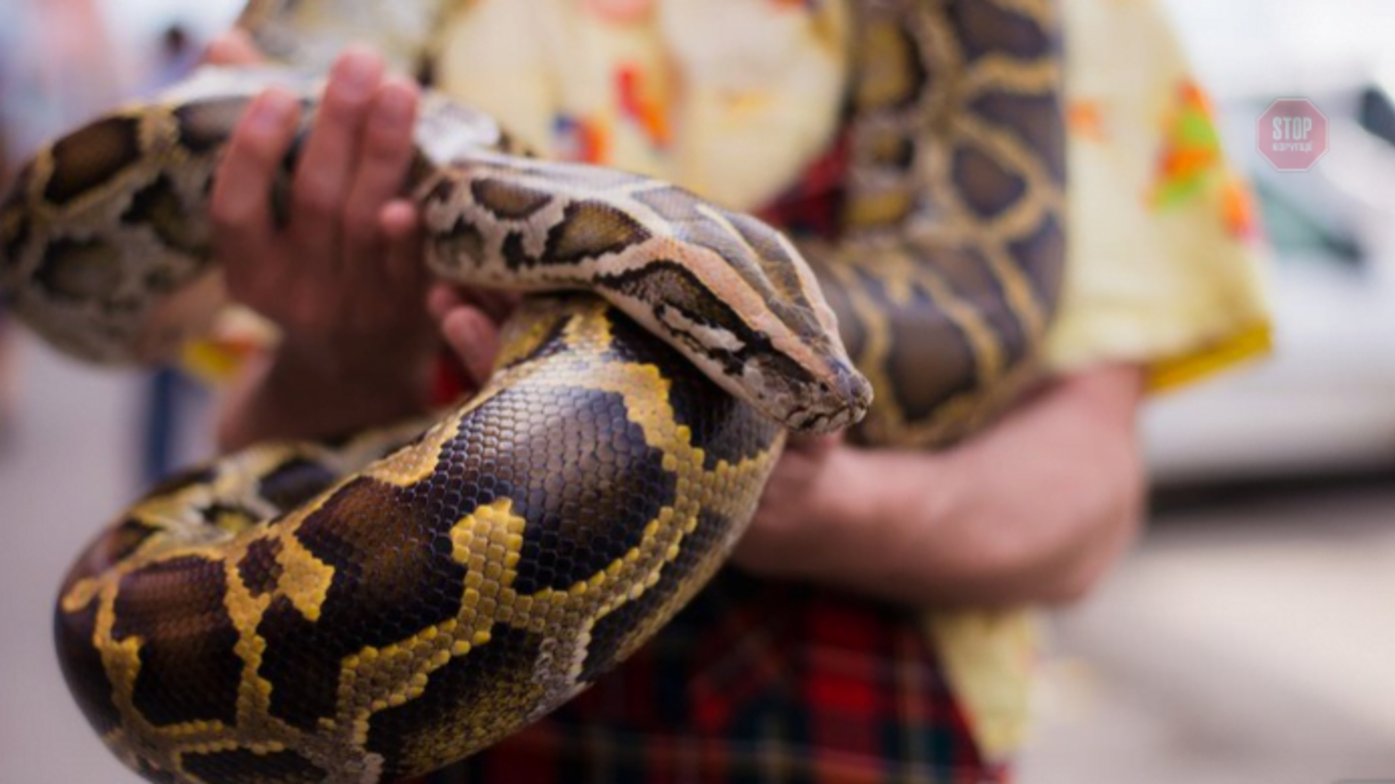 Вигулював домашнього улюбленця: у Харкові чоловік прийшов у супермаркет з пітоном на шиї