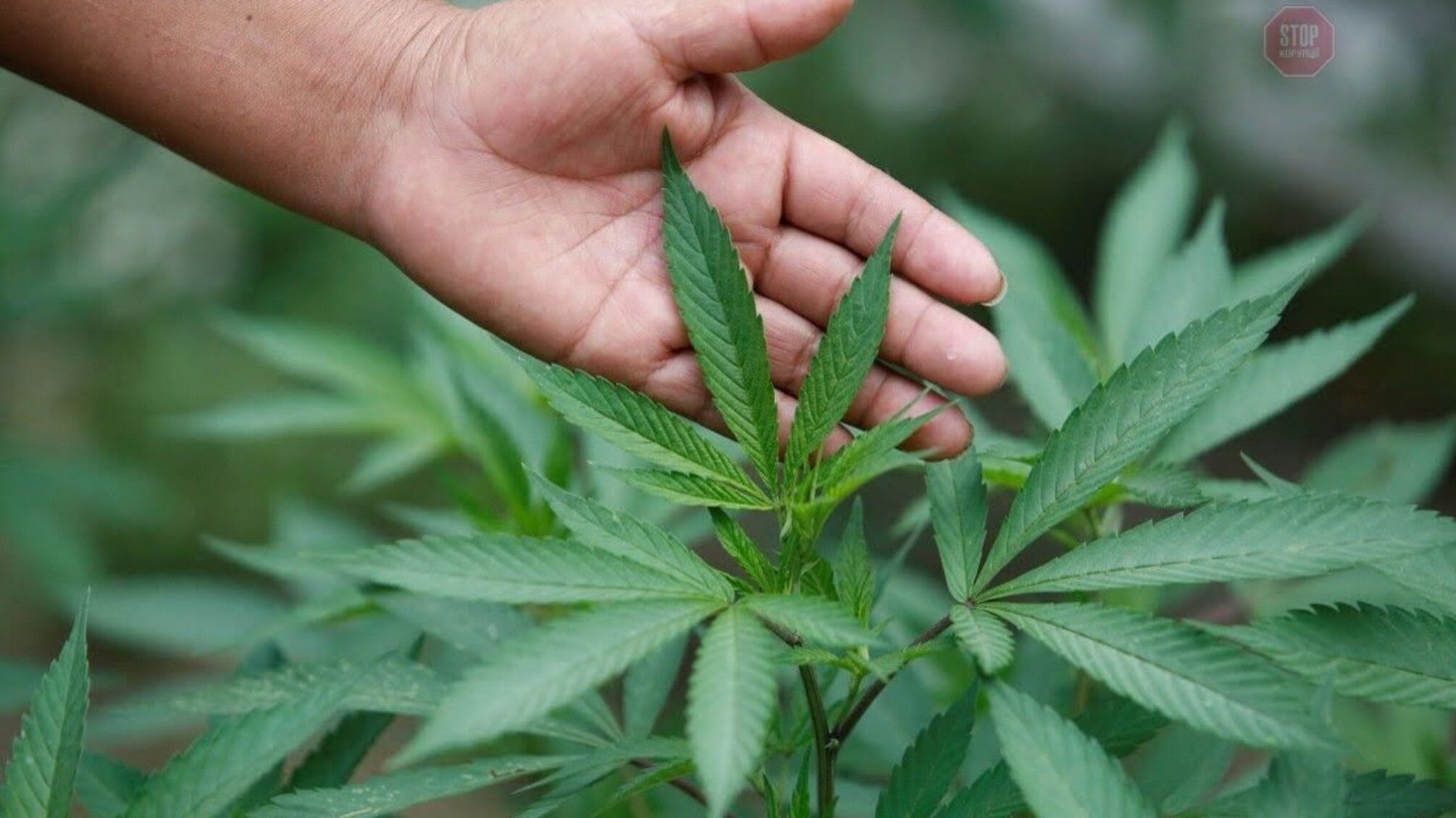 Нідерланди на Прикарпатті: де дістати марихуану?