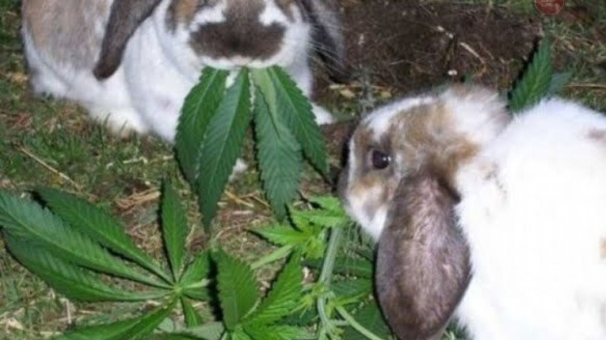 'Травичка' для худоби: на Сумщині жінка вирощувала коноплі для домашніх тварин (фото, відео)