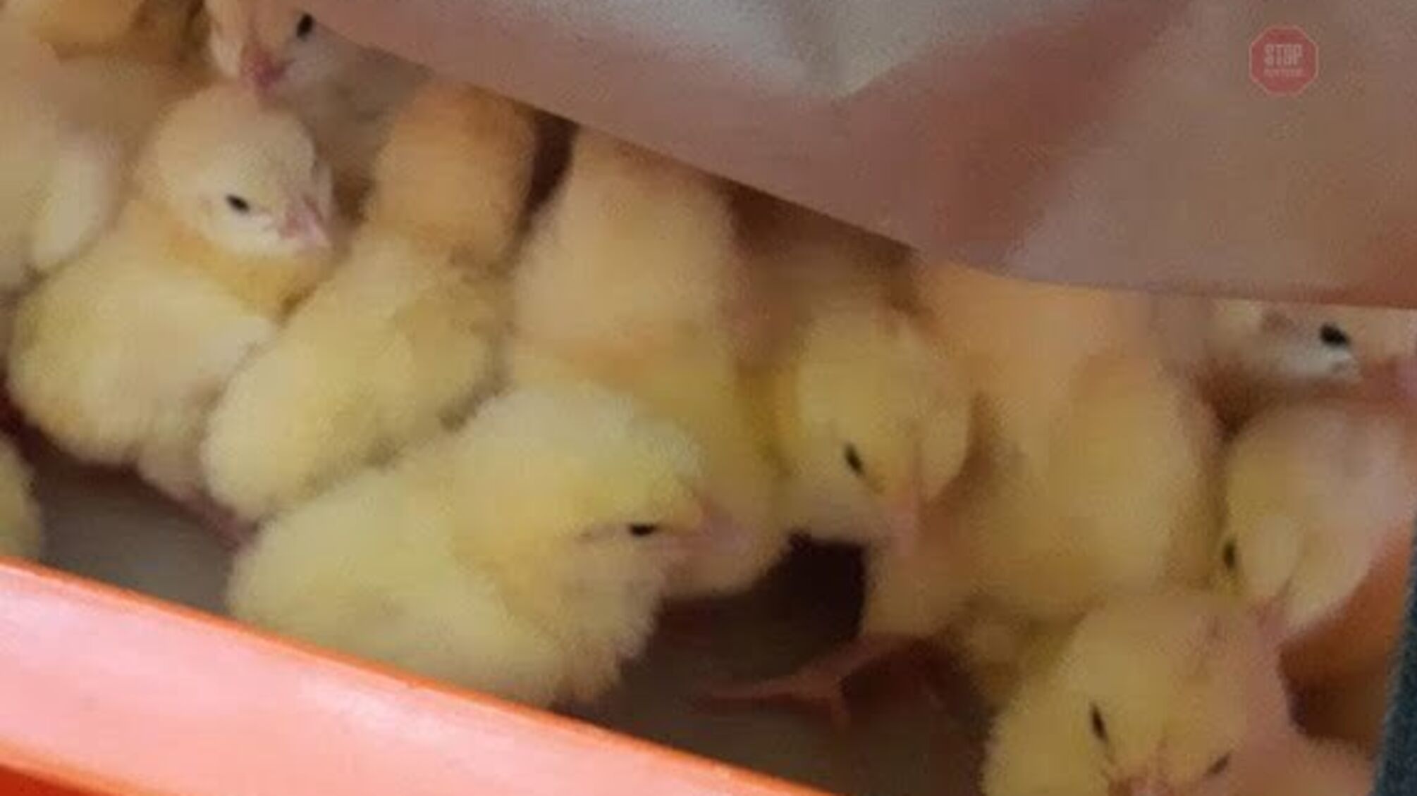 На Дніпропетровщині співробітники птахофабрики вкрали 400 курчат (фото)