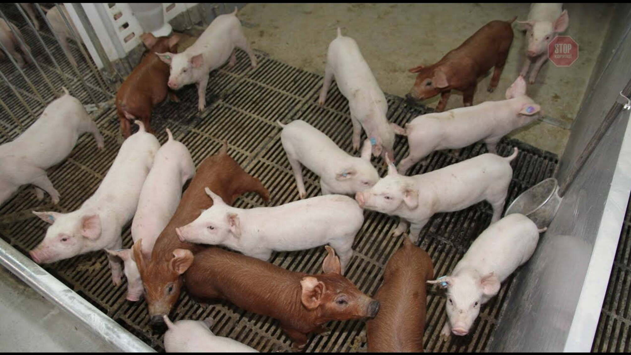 Не жити, не пити: жителі Київщини звернулись до президента Зеленського через будівництво свинокомплексу