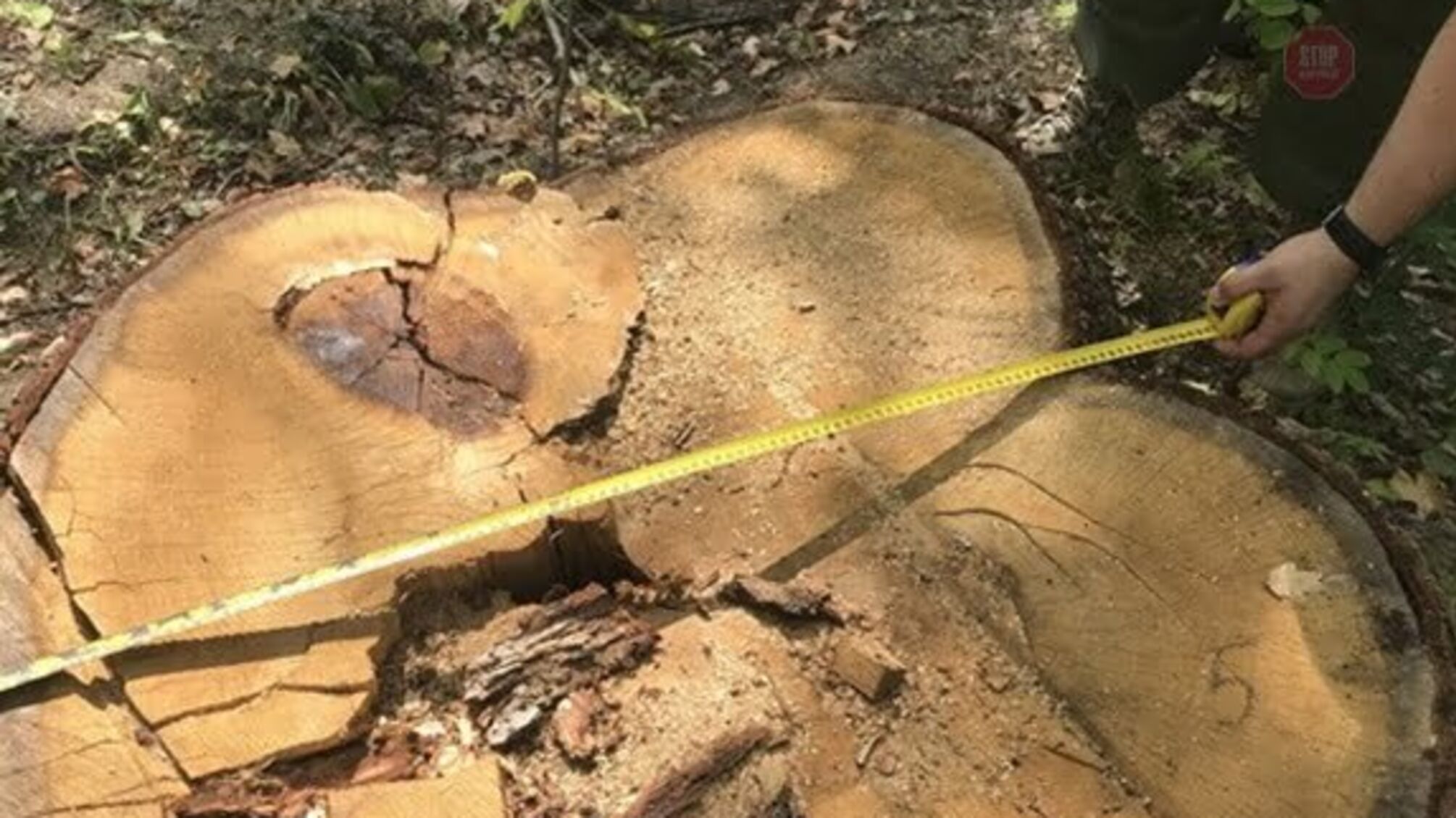 На Харківщині працівник держлісгоспу заподіяв шкоди на 8 мільйонів гривень (фото)