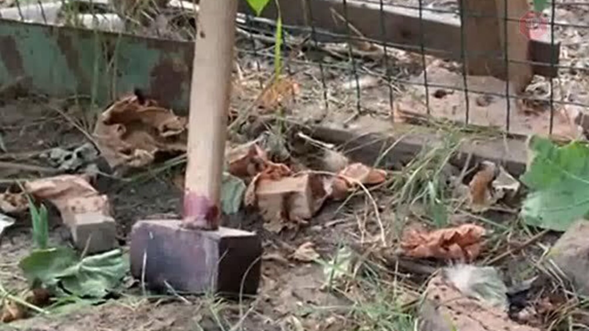 На Одещині донька вбила матір кувалдою і втекла з місця злочину (фото, відео)