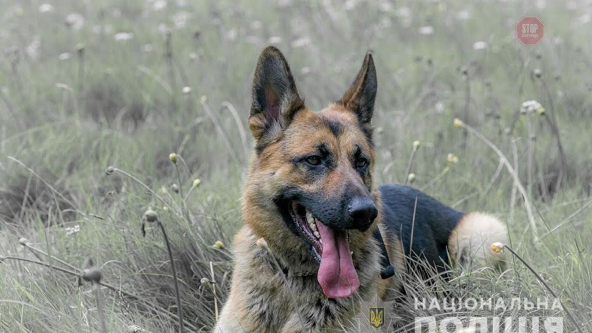 На Дніпропетровщині зниклу 4-річну дитину відшукав службовий собака (фото)