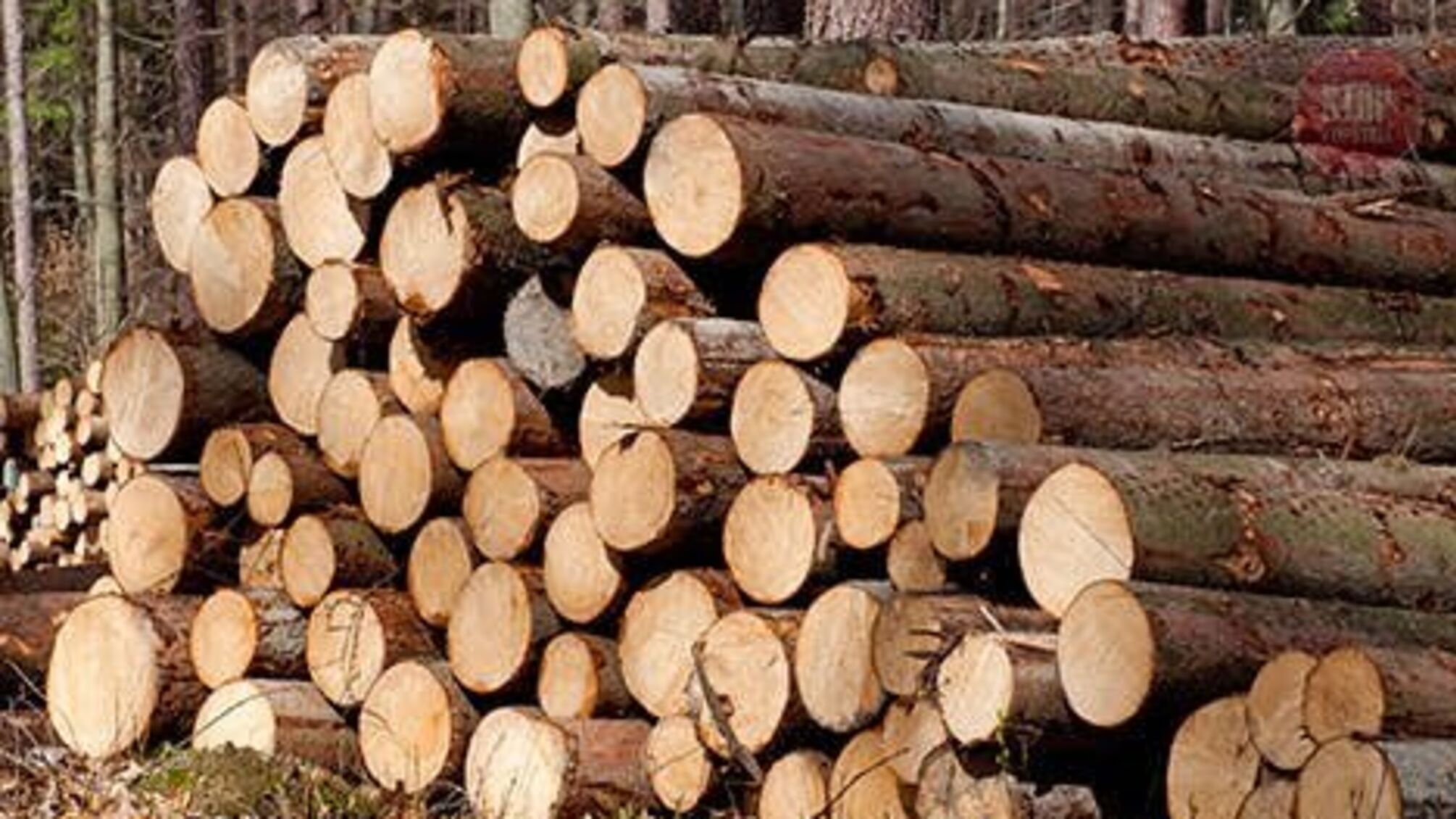 'Скасування мораторію на вирубку лісу-кругляка станеться невдовзі', – політолог