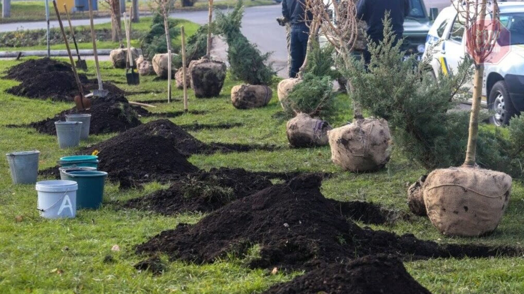 В Україні планують висадити понад мільйона дерев за добу