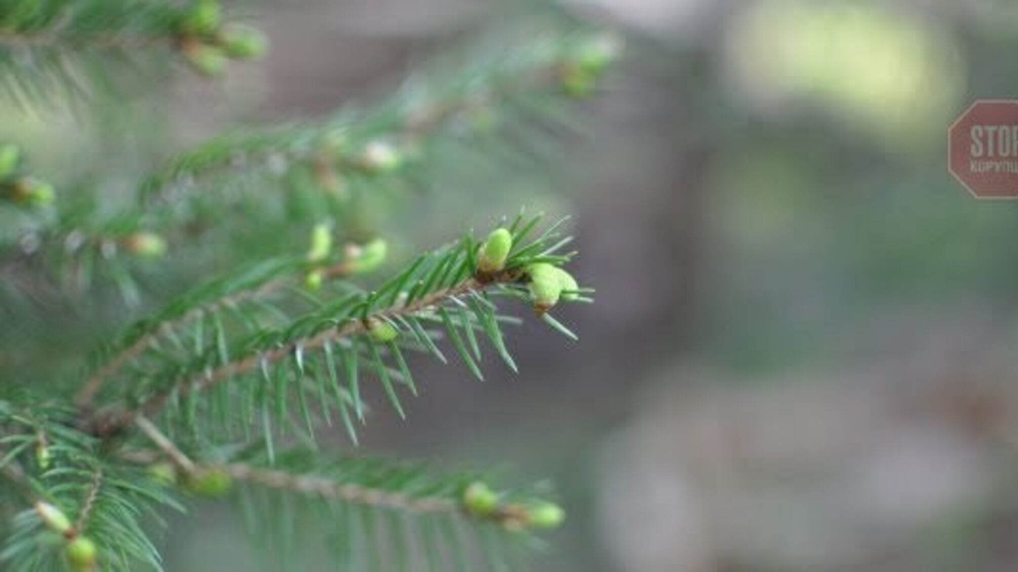 Куди нести використані ялинки: пояснюють в КМДА