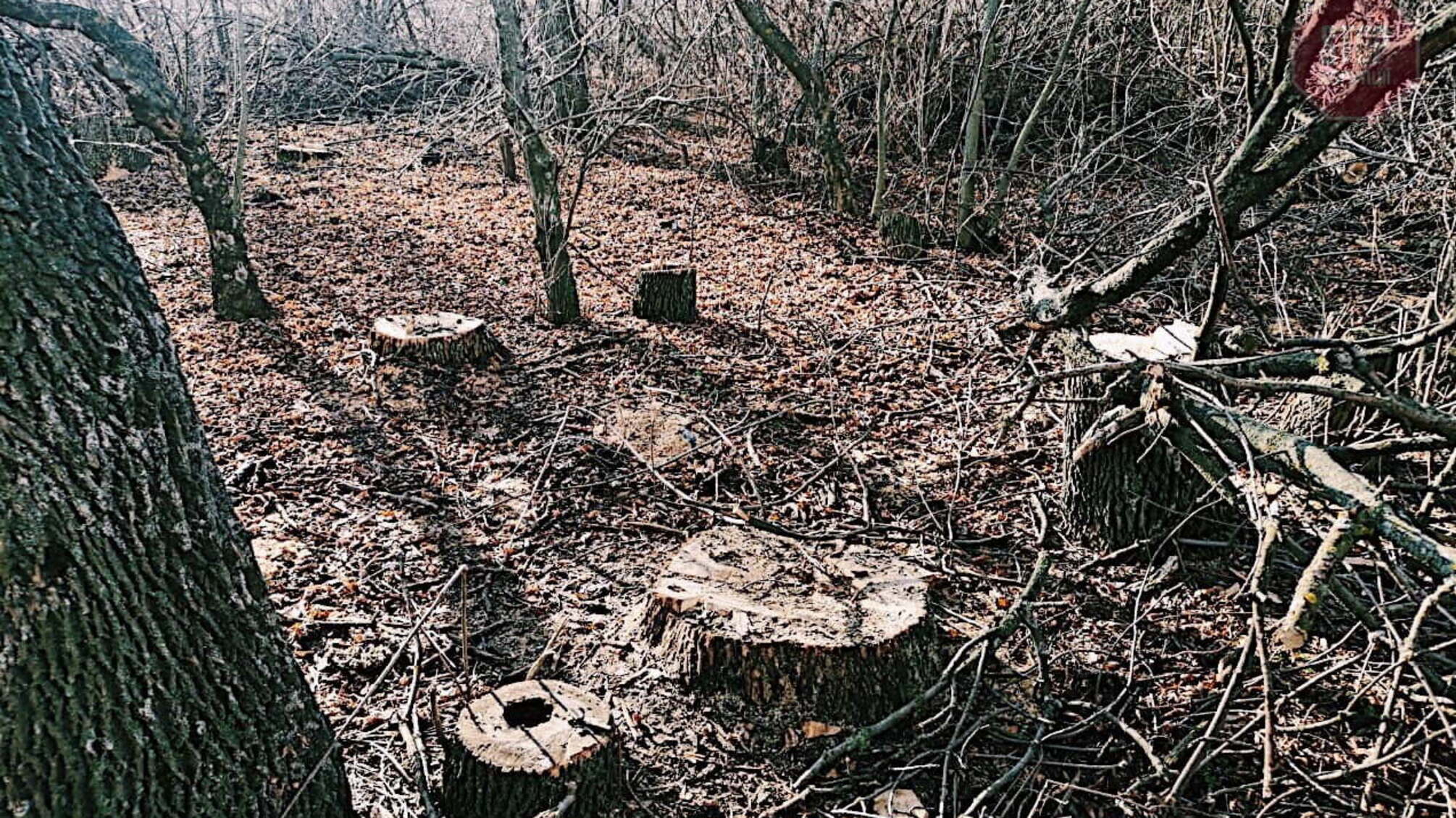 Браконьєрський розгул на Донеччині: чорні лісоруби масово знищують унікальні дерева (відео)