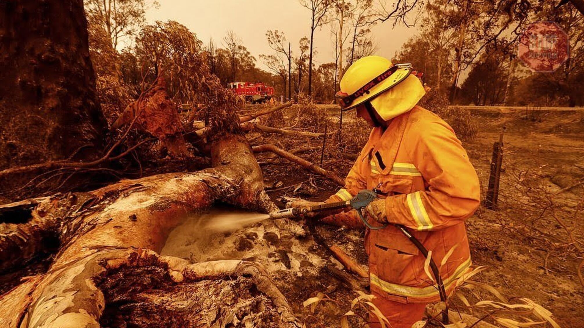 В уряді Австралії розповіли як відновлюватимуть дику природу