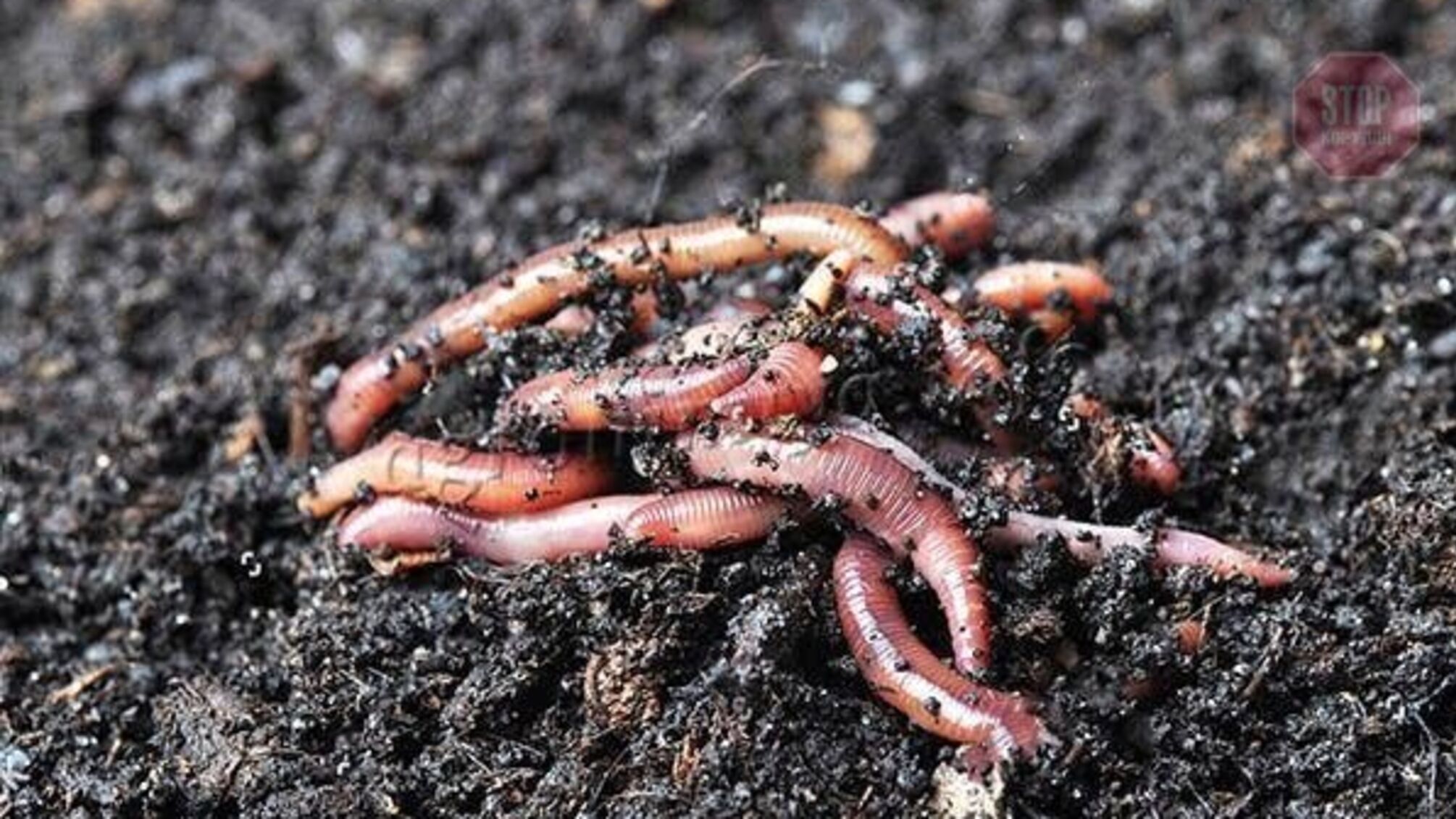 Українець займається виробництвом біогумусу по всьому світу