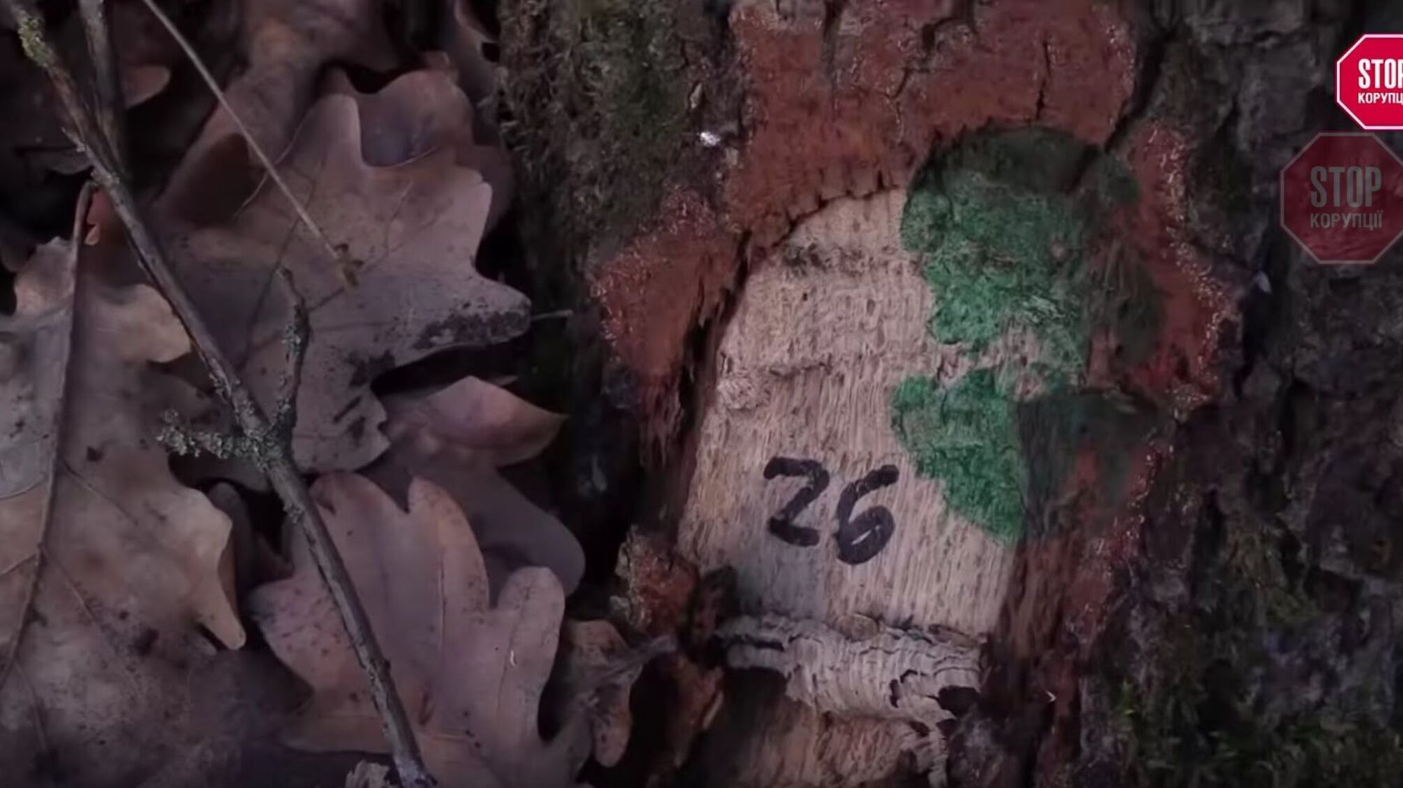 Після візиту журналістів у Донецькій ОДА взялись за боротьбу з лісовою мафією