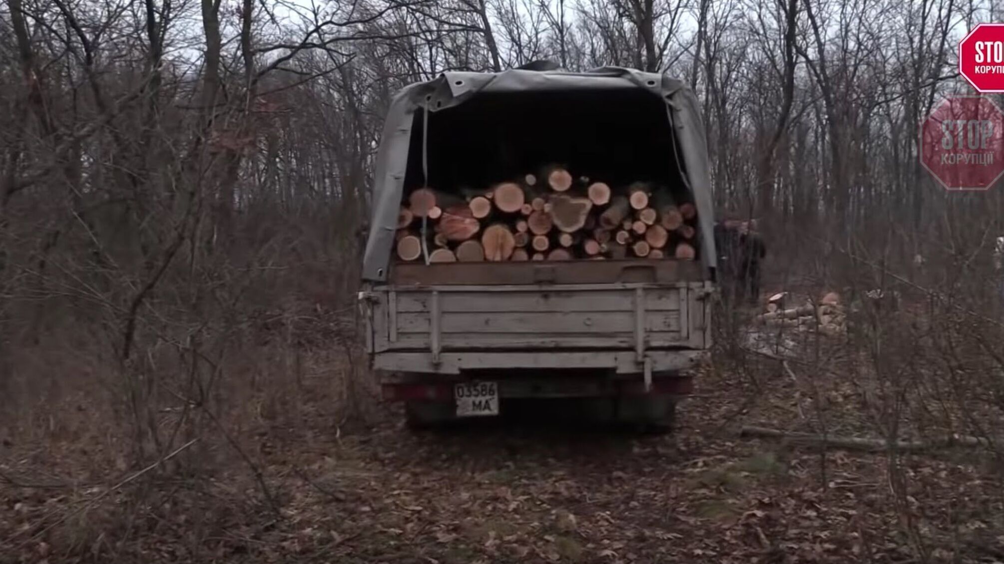 Журналісти викрили точку лісових браконьєрів на кордоні з Росією