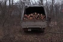 Журналісти викрили точку лісових браконьєрів на кордоні з Росією