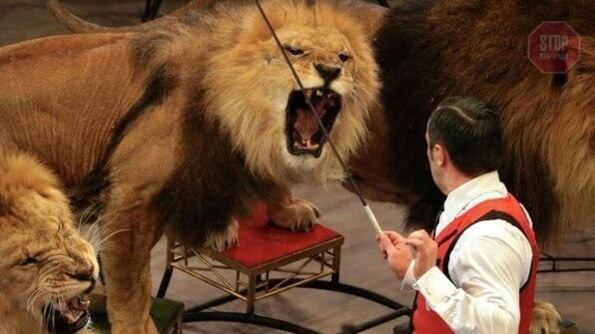 Циркові тварини зможуть жити в екопритулках (фото)