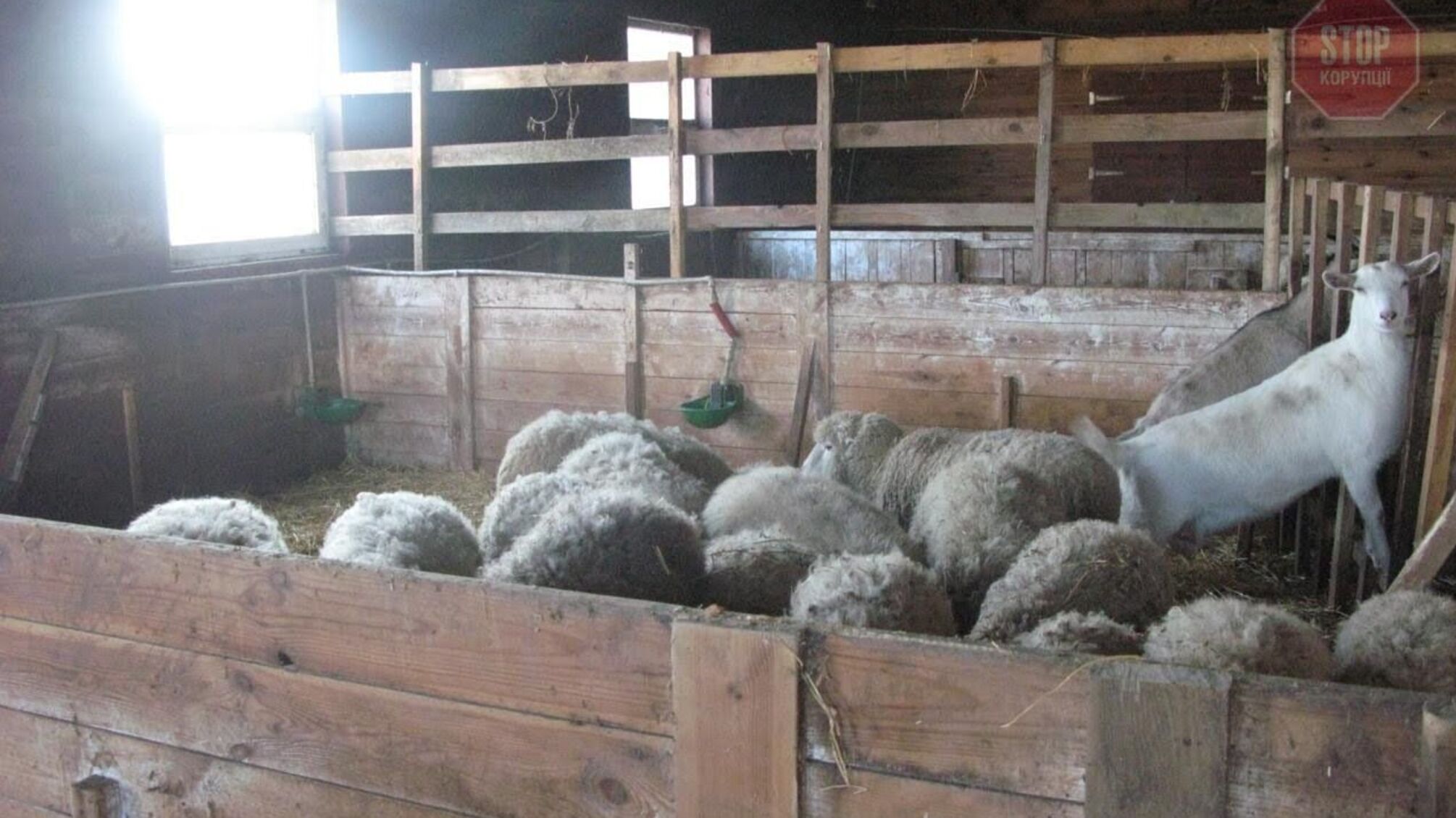 На Київщині підприємець залишив без їжі та нагляду півсотні тварин - йому загрожує 3 роки тюрми