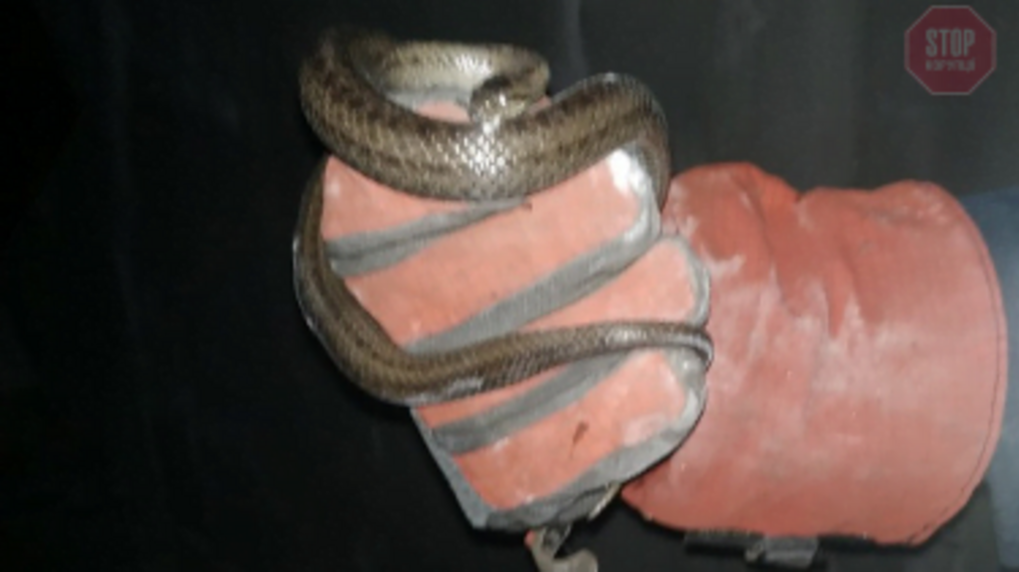 У Дніпрі співробітники ДСНС врятували жінку від змії (фото)